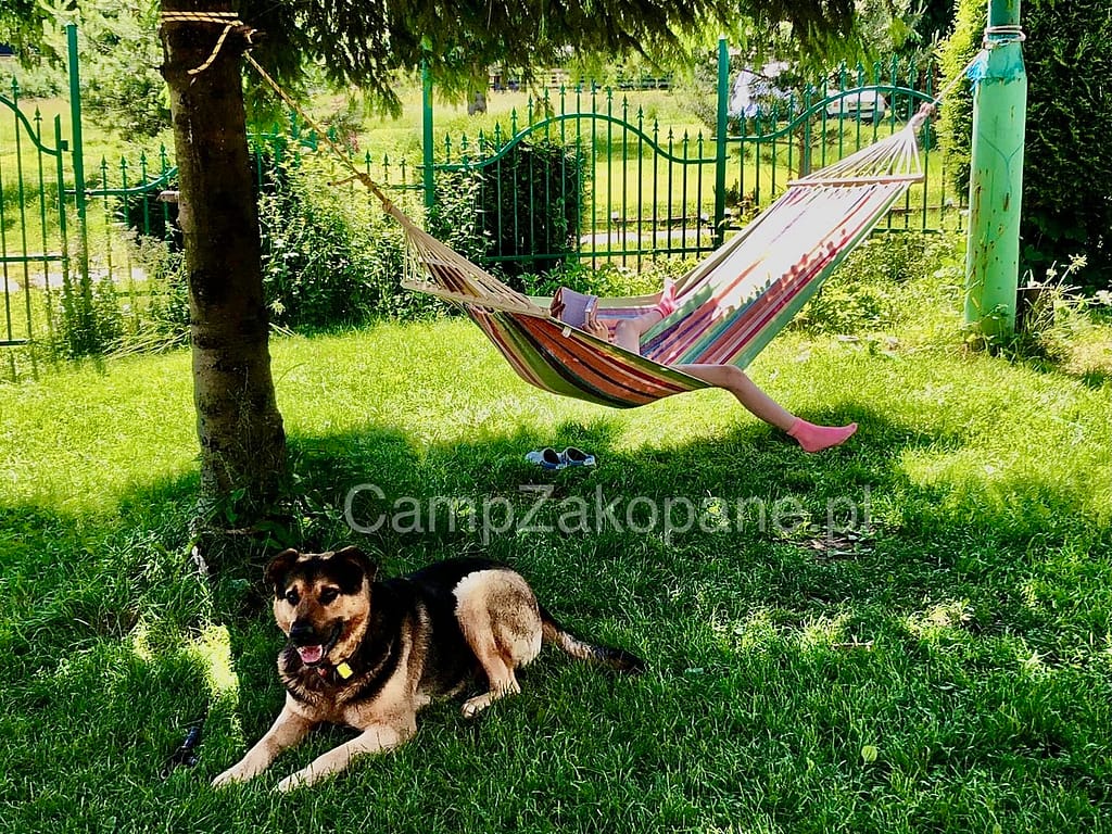 Relaks w hamaku z psem na zielonym terenie Kemping Harenda w Zakopanem, przyjaznym dla zwierząt.
